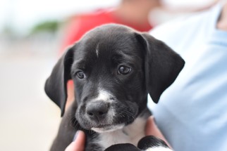 Borador Dogs for adoption in Frisco, TX, USA