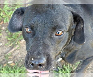 Boxer-Unknown Mix Dogs for adoption in Tulsa, OK, USA