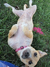 Mutt Dogs for adoption in Wallops Island, VA, USA