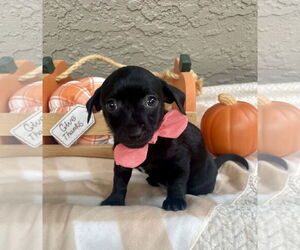 Dachshund Dogs for adoption in Menifee, CA, USA