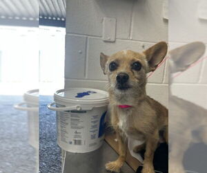 Mutt Dogs for adoption in San Bernardino, CA, USA