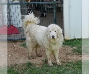 Great Pyrenees Dogs for adoption in Whitewright, TX, USA