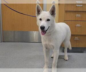 Siberian Husky Dogs for adoption in Orange, CA, USA