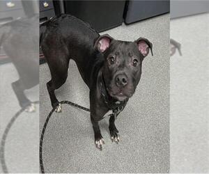 American Pit Bull Terrier-Unknown Mix Dogs for adoption in Palmetto, FL, USA