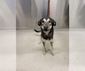 Siberian Husky Dogs for adoption in Fairbanks, AK, USA