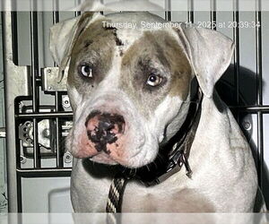 American Bulldog-Unknown Mix Dogs for adoption in Ocala, FL, USA