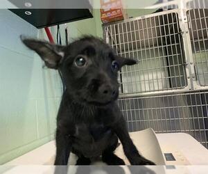 Mutt Dogs for adoption in Grand Prairie, TX, USA