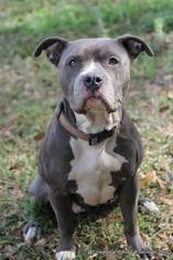 American Staffordshire Terrier Dogs for adoption in Leesburg, FL, USA