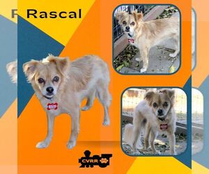 Chihuahua-Spaniel Mix Dogs for adoption in Lindsay, CA, USA