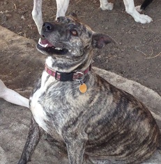 Bloodhound-Plott Hound Mix Dogs for adoption in Alvarado, TX, USA
