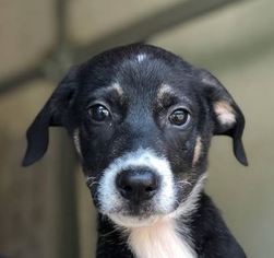 Medium Photo #1 Mutt Puppy For Sale in Peachtree City, GA, USA