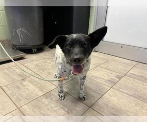 Pembroke Welsh Corgi-Unknown Mix Dogs for adoption in Grand Prairie, TX, USA