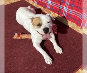 American Pit Bull Terrier-Bulldog Mix Dogs for adoption in Hagerman, NM, USA