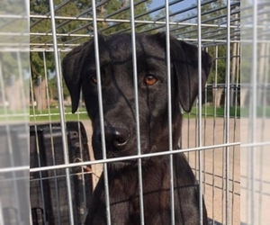 Labrador Retriever Dogs for adoption in Kewanee, IL, USA