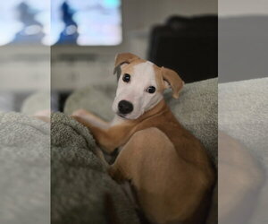 Labrador Retriever-Unknown Mix Dogs for adoption in The Woodlands, TX, USA