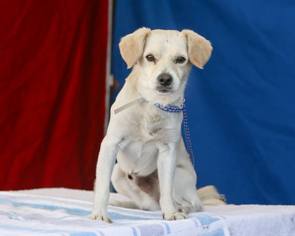 Bocker Dogs for adoption in Pasadena, CA, USA