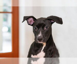 Mutt Dogs for adoption in Hilton Head, SC, USA