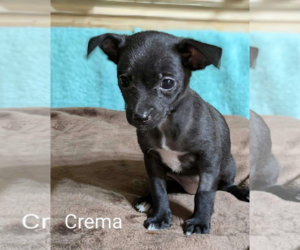 Chihuahua-Unknown Mix Dogs for adoption in Fresno, CA, USA