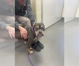 Bulldog-Unknown Mix Dogs for adoption in Chester, NJ, USA