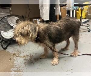 Unknown-Welsh Terrier Mix Dogs for adoption in Ocala, FL, USA