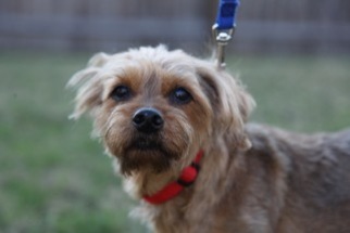 Medium Photo #1 Poolky Puppy For Sale in Von Ormy, TX, USA