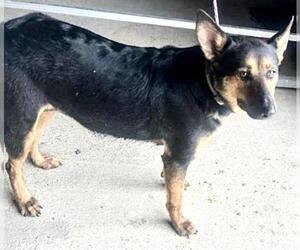 German Shepherd Dog Dogs for adoption in Houston, TX, USA