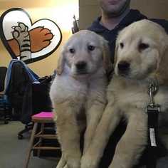 Golden Retriever Dogs for adoption in Elmsford, NY, USA