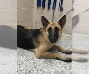 German Shepherd Dog-Unknown Mix Dogs for adoption in Conroe, TX, USA
