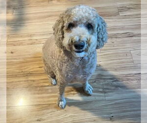 Mutt Dogs for adoption in Cliffwood, NJ, USA