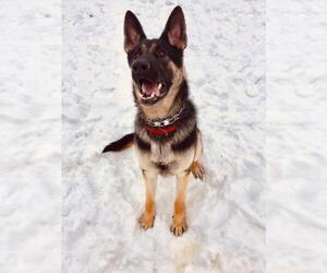 German Shepherd Dog Dogs for adoption in Woodstock, IL, USA