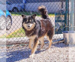 German Shepherd Dog-Unknown Mix Dogs for adoption in Waco, TX, USA