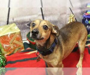 Toy Rat Doxie Dogs for adoption in Modesto, CA, USA