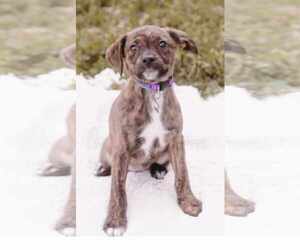 American Staffordshire Terrier-Spaniel Mix Dogs for adoption in Princeton, MN, USA