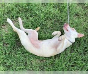 Rat-Cha Dogs for adoption in Pleasanton, TX, USA