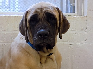 Mastiff Dogs for adoption in York, SC, USA