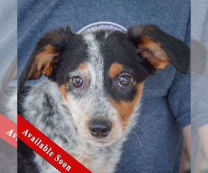 Basset Hound-Red Heeler Mix Dogs for adoption in Huntley, IL, USA