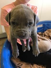 Small American Staffordshire Terrier-Weimaraner Mix