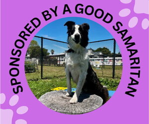 Border Collie Dogs for adoption in Santa Cruz, CA, USA
