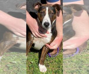 Bull Terrier Dogs for adoption in Little Rock, AR, USA