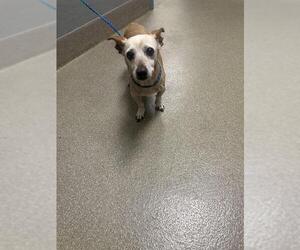 Chihuahua-Unknown Mix Dogs for adoption in Las Vegas, NV, USA