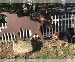Australian Shepherd-Unknown Mix Dogs for adoption in Lovingston, VA, USA