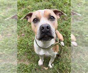 American Staffordshire Terrier Dogs for adoption in Fort Lauderdale, FL, USA
