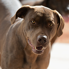 Small Doberman Pinscher-Labrador Retriever Mix