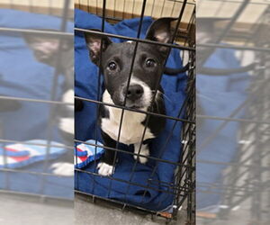 Dachshund-Unknown Mix Dogs for adoption in Texas City, TX, USA