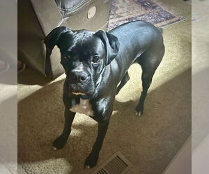 Boxer Dogs for adoption in Dumont, NJ, USA