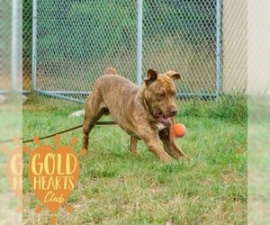 Bullboxer Pit Dogs for adoption in Ann Arbor, MI, USA