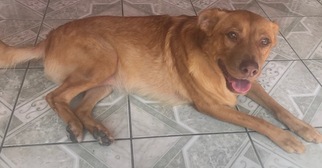 Labrador Retriever-Unknown Mix Dogs for adoption in Petaluma, CA, USA