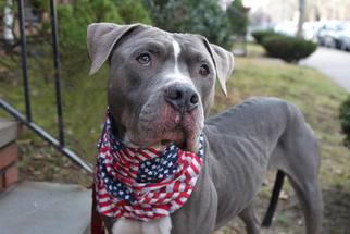 Small American Staffordshire Terrier Mix