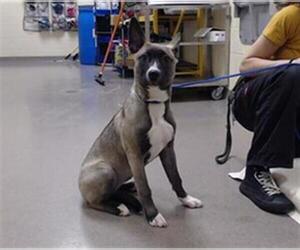 Siberian Husky Dogs for adoption in Denver, CO, USA