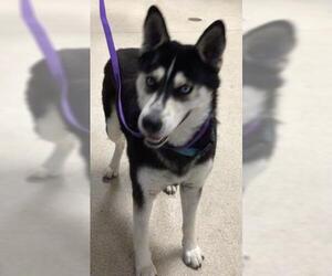 Siberian Husky-Unknown Mix Dogs for adoption in Riverside, CA, USA